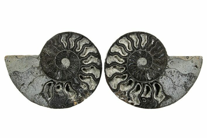 Cut & Polished Ammonite Fossil - Unusual Black Color #367732